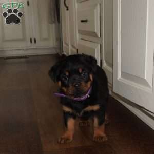 Freya, Rottweiler Puppy